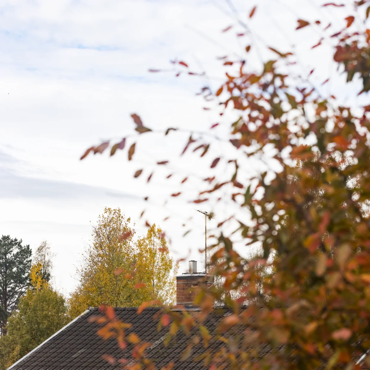 Ett hustak skymtar bakom ett träd